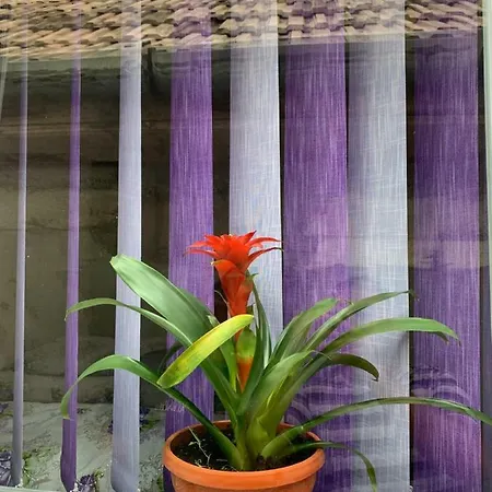 Penzion Pensiunea Casa Maria Kluž