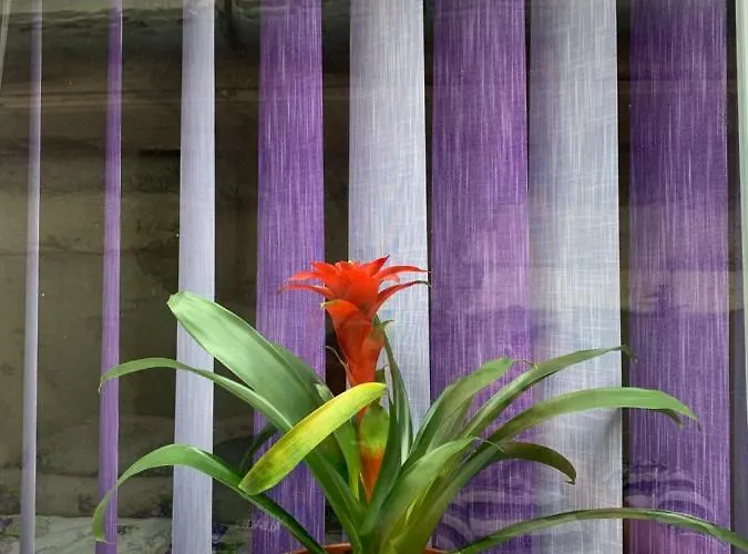 Гостьовий будинок Pensiunea Casa Maria Клуж-Напока